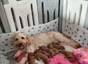 F1b Red Cockapoo puppies