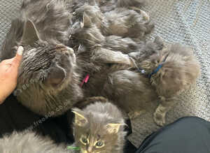TICA full pedigree Maine coon Girls