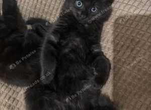 Stitch &ndash; Male Maine Coon Mix with No Off Switch & High-Speed Zoomies