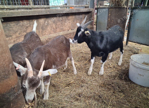 Wether Goats