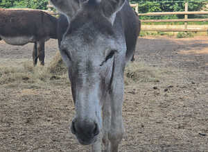 Donkey geldings and jennys