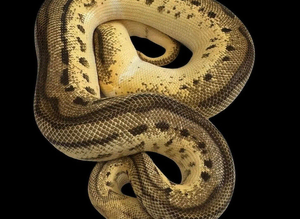 Pastel, orange dream, leopard, yellowbelly, clown. 100% het pied