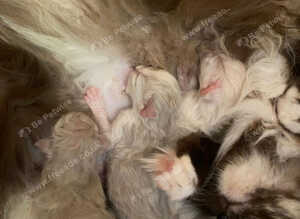 TIca pedigree Mink Ragdoll kittens