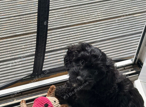 Black male cockapoo