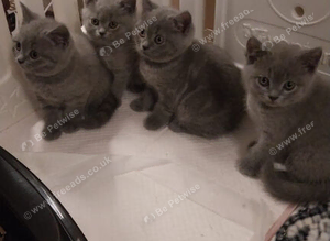 British Shorthair kittens