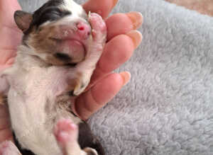 Miniature Dachshund puppies