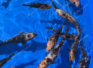 Koi mix 6 inch koi 5 for &pound;30