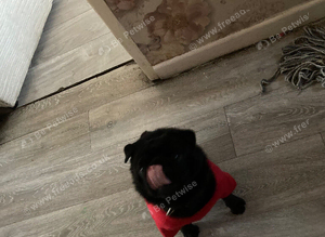 Fluffy pug for stud