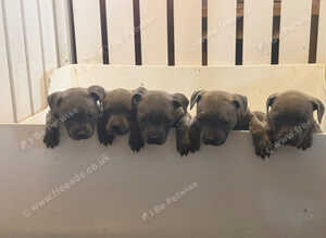 Blue Staffy pups kc registered
