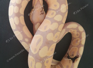Royal python hatchlings
