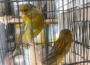 Yorkshire canaries for sale