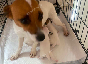 Jack Russell puppies