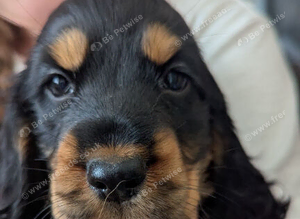 Last remaining cocker spaniel puppy reduced