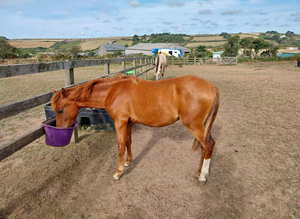 Stunning chestnut colt