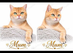 3 Golden Black Shaded British Shorthair Kittens Available