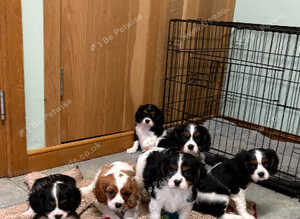 K C Reg Cavalier King Charles