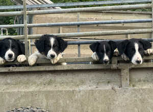 Gorgeous Border Collie Puppies