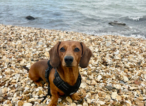 STUD Miniature dachshund