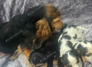 Show type cocker spaniel puppies
