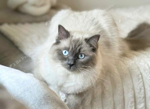BLUE POINT RAGDOLL KITTENS!!