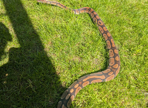 Unsexed ball python for sale