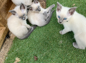 Beautiful quality Ragamees kittens