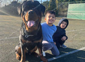 Rottweiler for stud