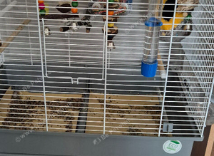 Canary + cage