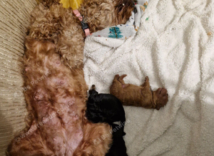 Cavapoo puppies
