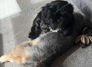 Shih zue pup