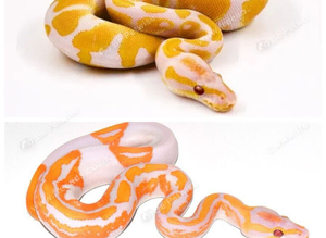 Wanted baby ball python
