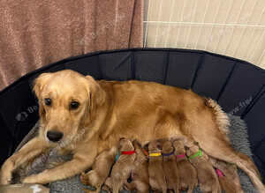 EXCEPTIONAL KC GOLDEN RETRIEVER PUPPIES