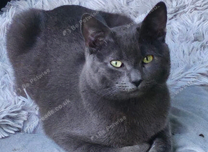 Fully grey Tom cat for stud