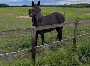 Looking for forever home