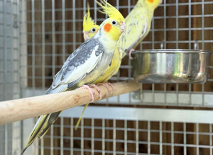 Cockatiel pao