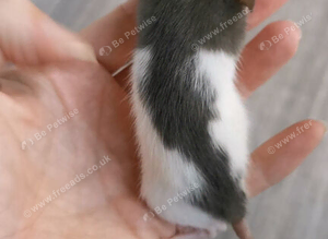 Dwarf rats