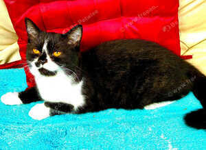 REDUCED! 1 last Scottish Fold kitten looking for a new home