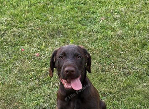 1 Beautiful Pointer Puppy
