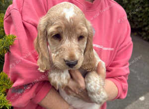 KC Registered Cocker Spaniels