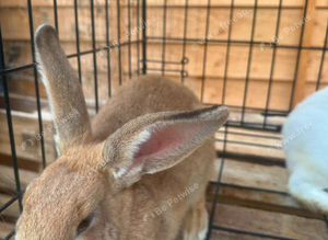 New zealand bunnies
