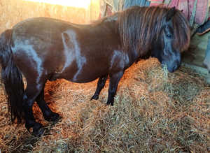 Beautiful registered standard shetland