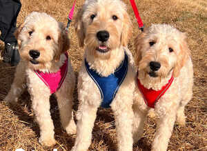 F1B Goldendoodles