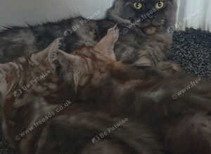 Maine coons World Champion Bloodlines