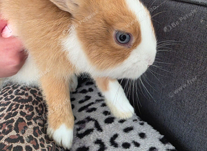 Bunnies