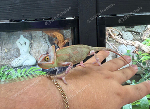 Male Pied Yemen Chameleons