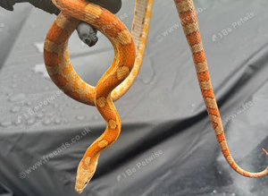 Beautiful corn snake