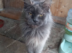 3 years old female