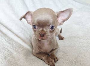 Stunningly Beautiful Chihuahua Babies