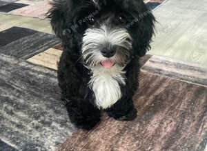 Beautiful 4-Month-Old Maltipoo Puppy - Fully Vaccinated & Microchipped ️