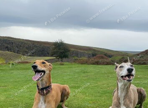 Two greyhounds